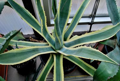 Agave americana - agáve americká
